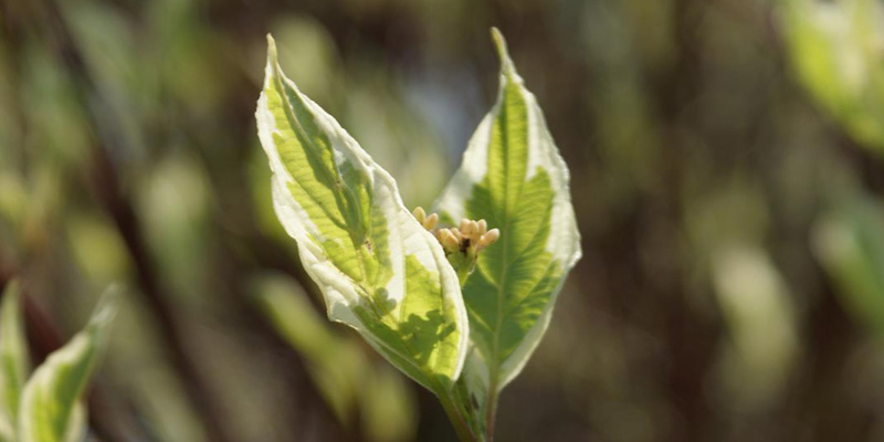 Sunlight on dogwood with variegated leaves – representing the radiance and vibrancy that we can find in a regular yoga practice.