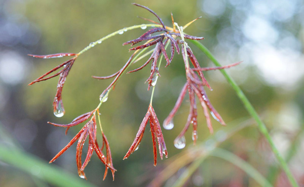 Close up of raindrops on un-opened red leaves – red is the colour of the first chakra – the root energy centre in the body (our foundation). In order to taste we need water and we are like a plant opening to new experiences.